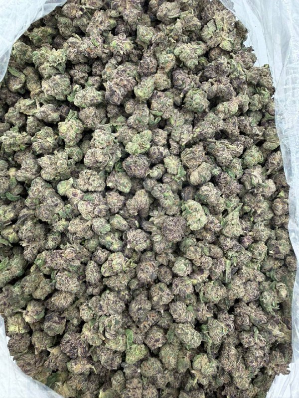 38970040-2581-4a8a-8bed-f2ff0be6753d Grape Goober smallz