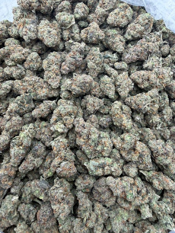 a1aa96a6-e6c9-49df-a7cb-5fc4b7c70d64 Sour Berry OG